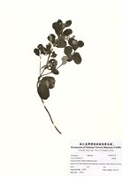 藏品(海埔姜)的圖片